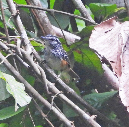 Peruvian Warbling Antbird (Hypocnemis peruviana), photo 10