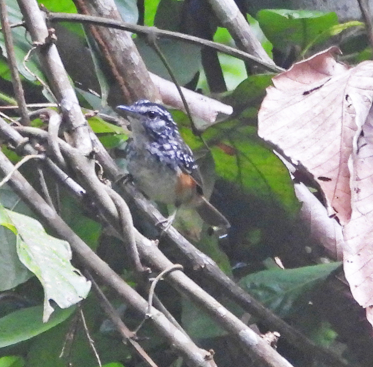 Peruvian Warbling Antbird (Hypocnemis peruviana), photo 10