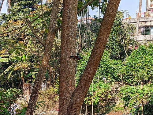 Small Minivet