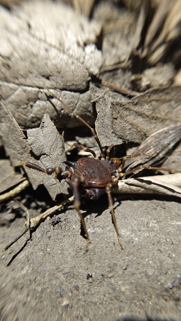 Pachylus chilensis