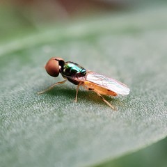 Microchrysa flaviventris