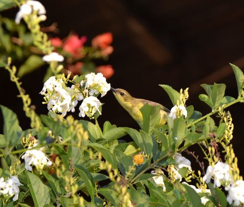 Palawan Sunbird (Cinnyris aurora), photo 2