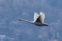 Cygnus cygnus