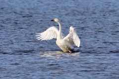 Cygnus cygnus