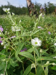 Stellaria radians
