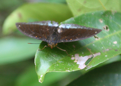 Lexias pardalis jadeitina