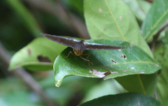 Lexias pardalis jadeitina