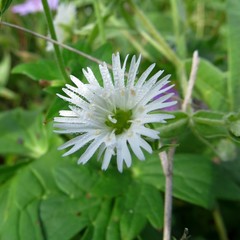Stellaria radians