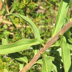 Solidago tortifolia