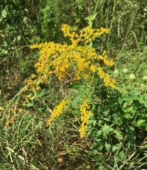 Solidago tortifolia