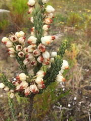 Erica grisbrookii