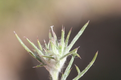 Eriastrum wilcoxii