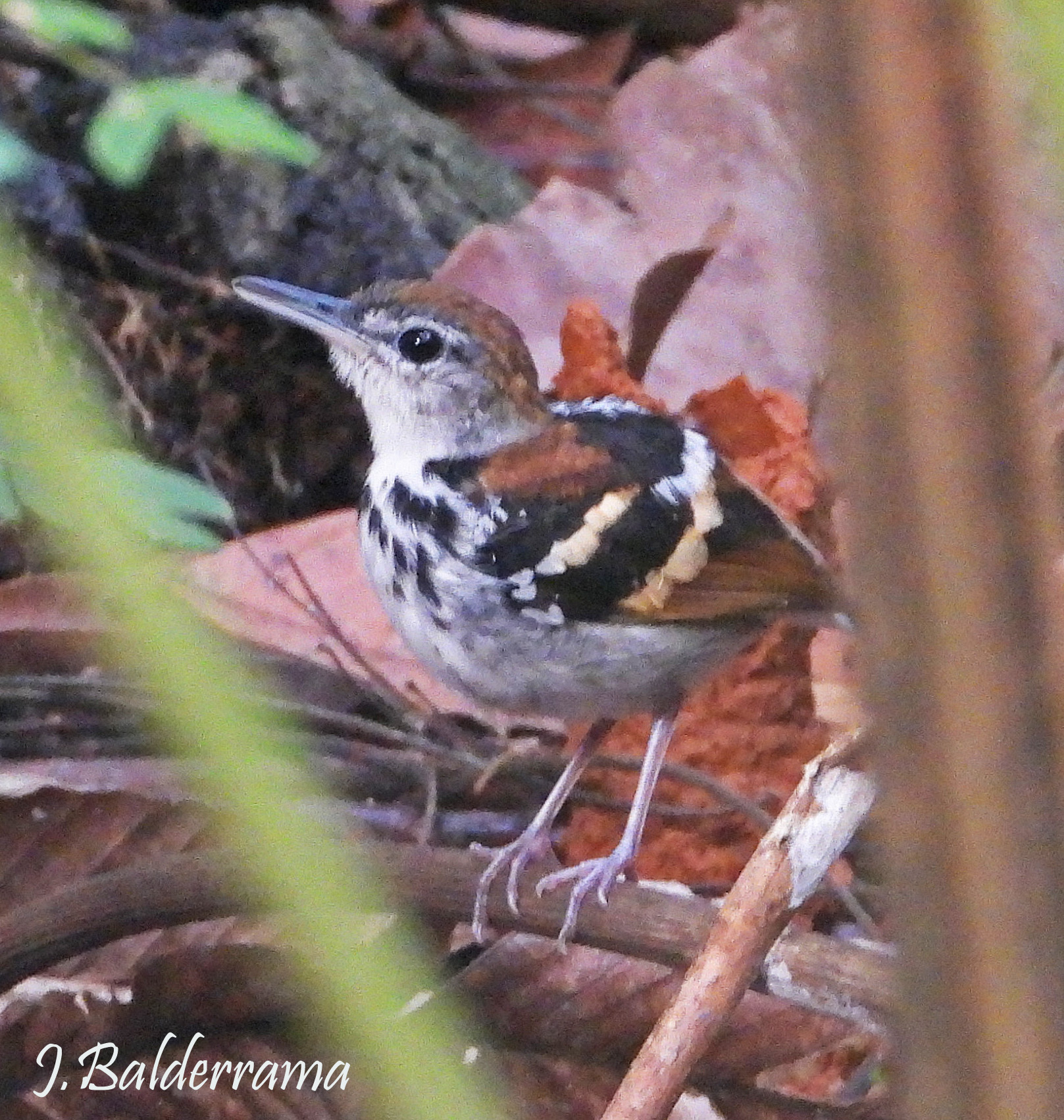 Banded Antbird (Dichrozona cincta), photo 1