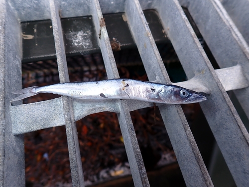 Barracouta (Thyrsites atun) — Gempylidae