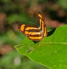 Pantoporia paraka