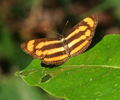 Pantoporia paraka