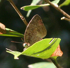 Arhopala anthelus