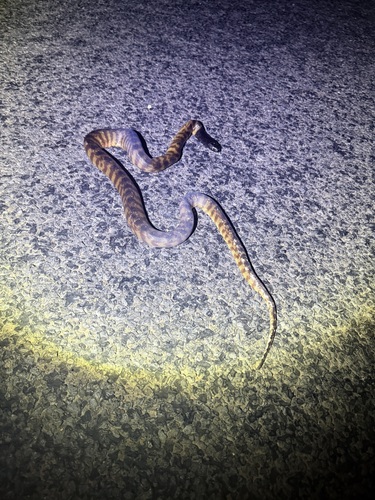 Black-headed Python