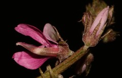 Indigofera sp-f