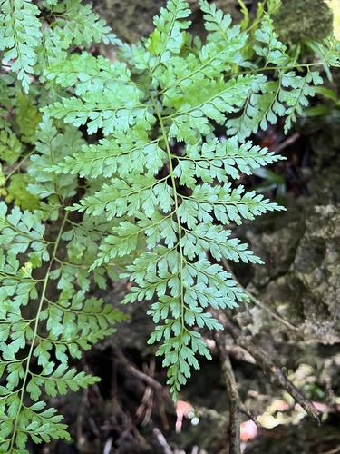 Asplenium laserpitiifolium observed 2026-01-25