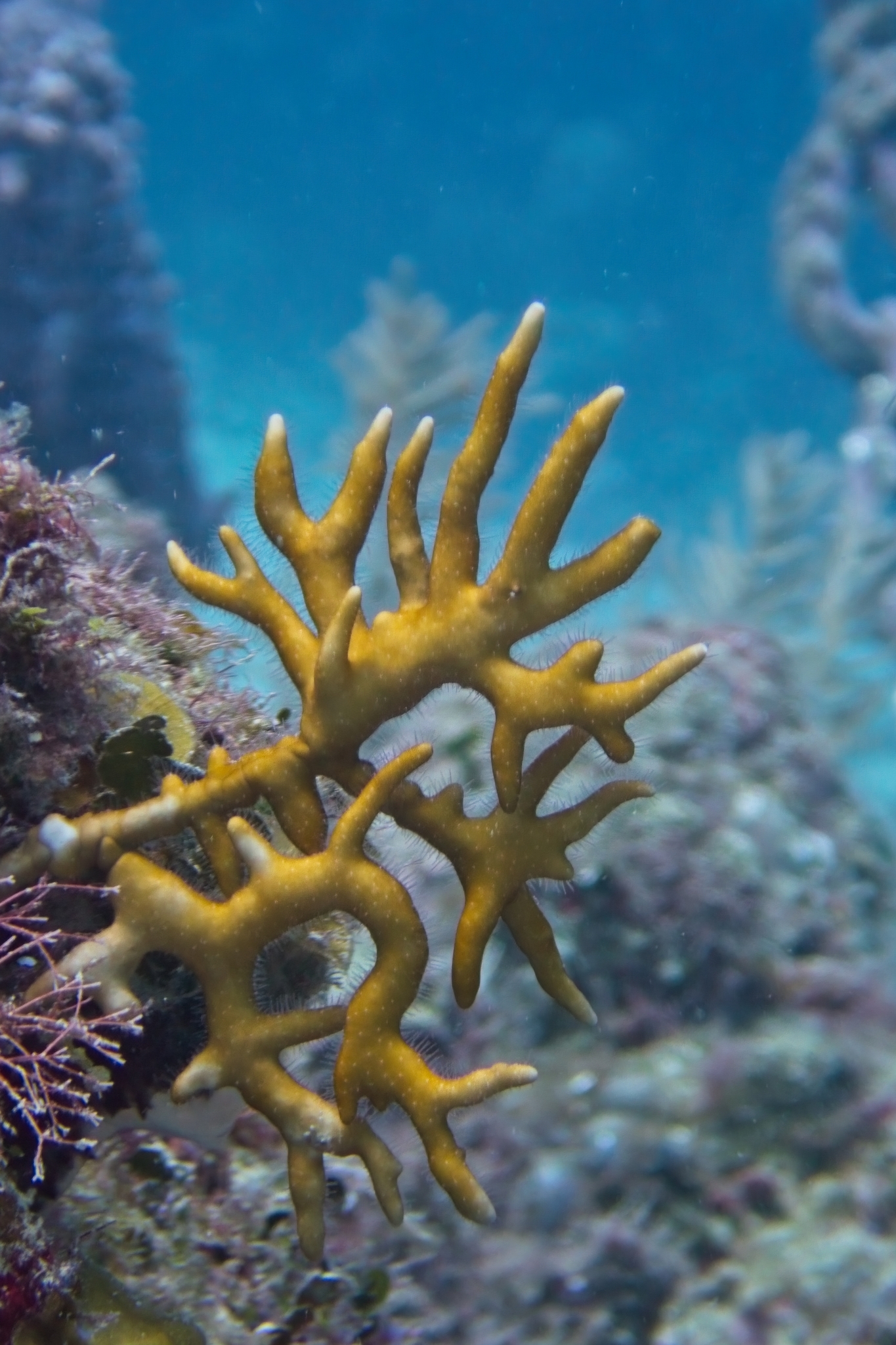 Millepora alcicornis Linnaeus, 1758