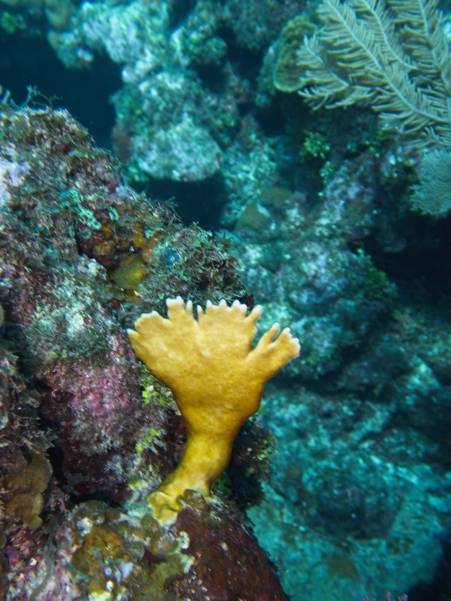 Millepora complanata Lamarck, 1816