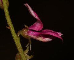 Indigofera sp-f