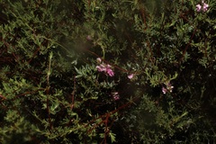 Indigofera sp-f