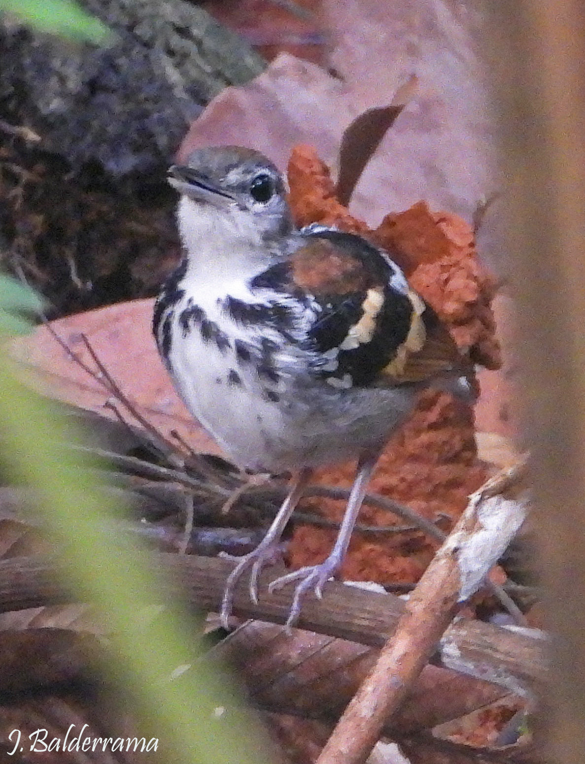 Banded Antbird (Dichrozona cincta), photo 2
