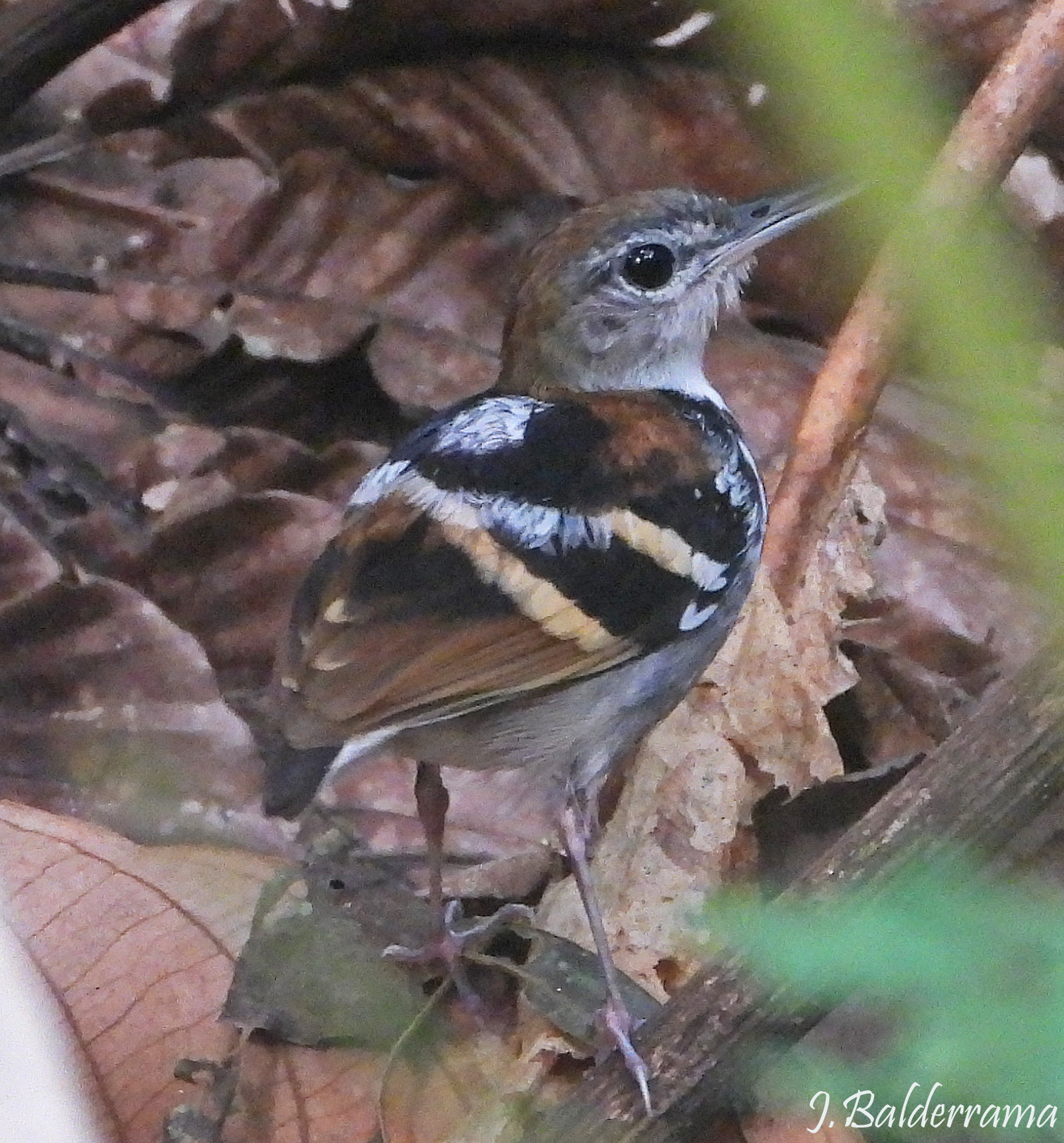 Banded Antbird (Dichrozona cincta), photo 3