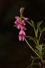 Indigofera sp-f