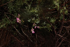 Indigofera sp-f