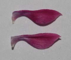 Indigofera sp-f