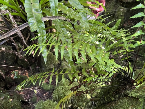 Asplenium pellucidum observed 2026-01-25