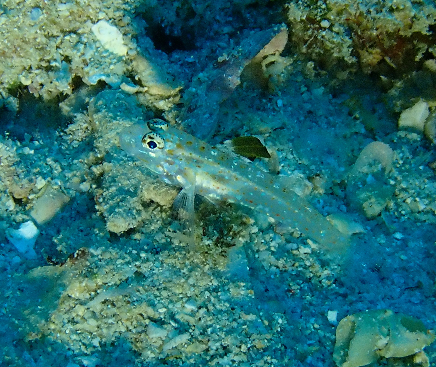 Blacktip Sandgoby photo 6