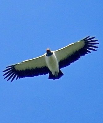 King Vulture (Sarcoramphus papa), photo 5
