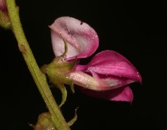 Indigofera sp-f