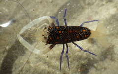 Gnathophyllum panamense