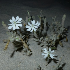 Silene succulenta corsica