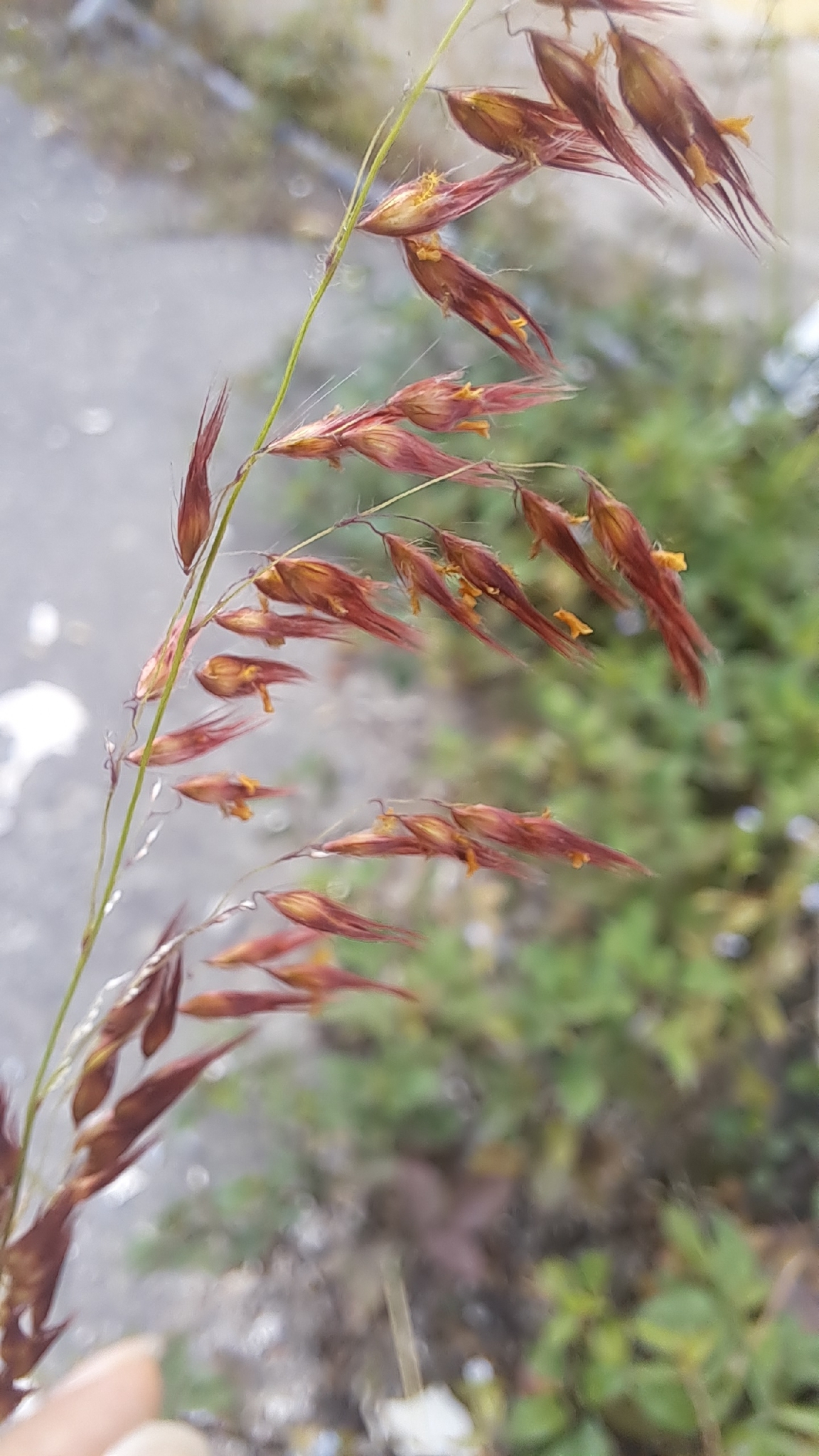 Melinis repens (Melinis repens)