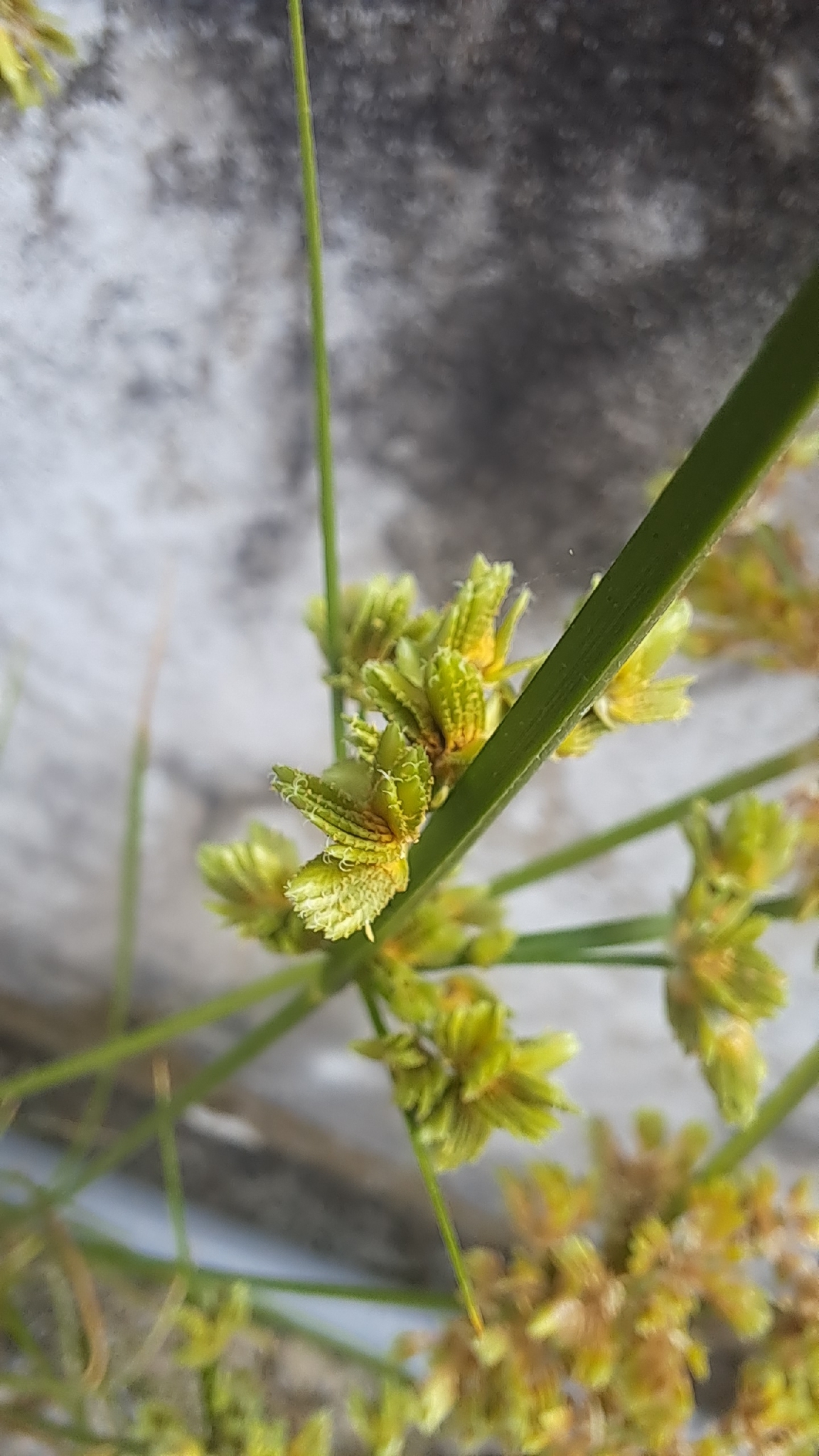 Cyperus surinamensis (Cyperus surinamensis)