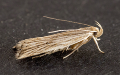 Helcystogramma hystricella
