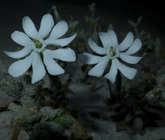 Silene succulenta corsica