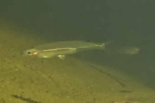 Australian smelt (Retropinna semoni) — Retropinnidae