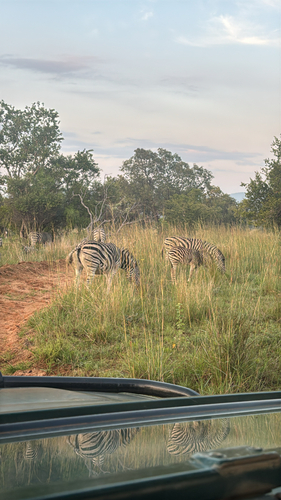 Plains zebra