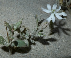 Silene succulenta corsica
