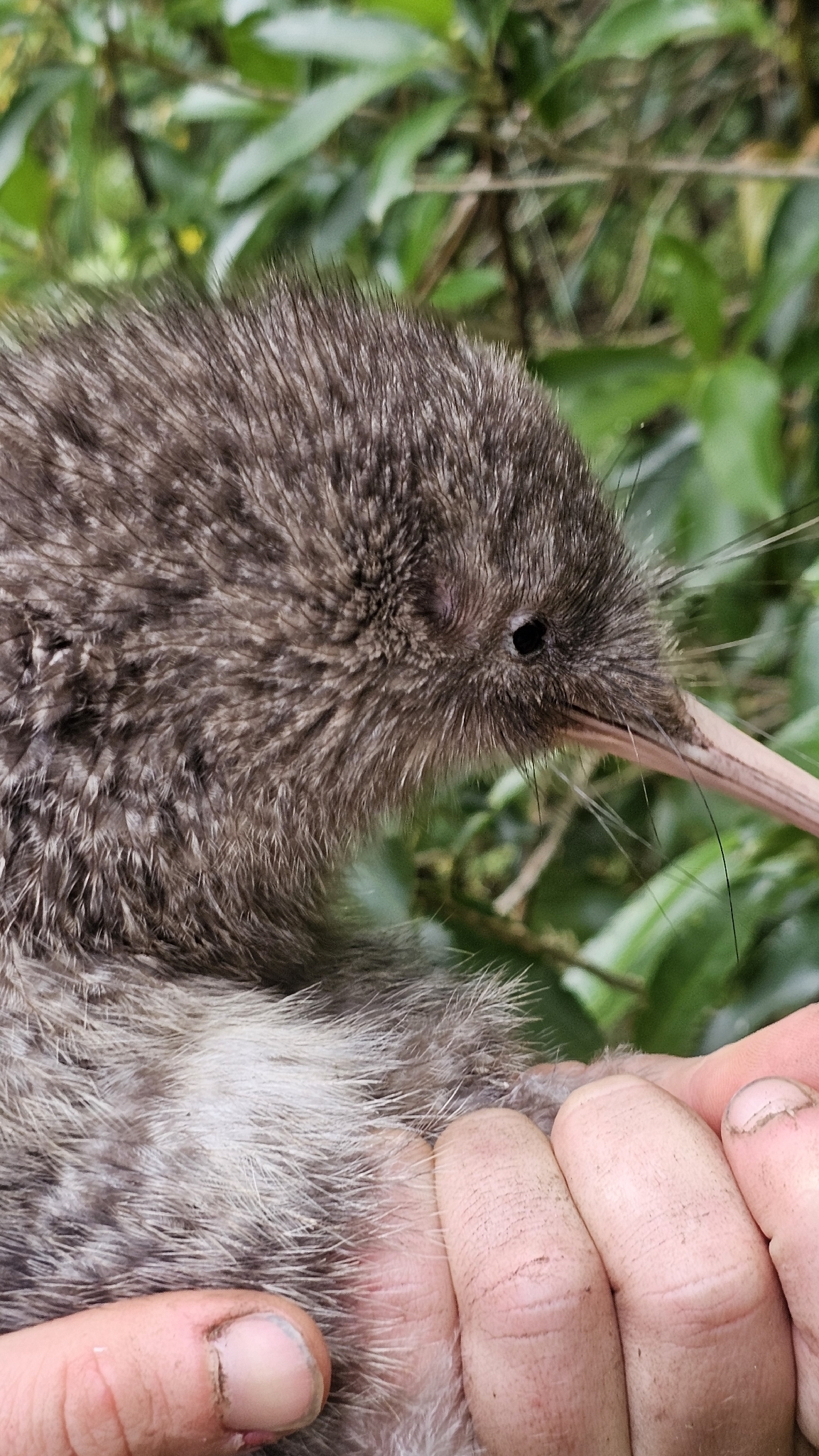 Little Spotted Kiwi (Apteryx owenii), photo 10