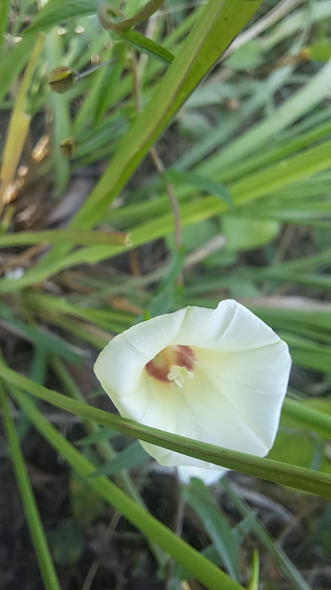 Xenostegia tridentata (Xenostegia tridentata)