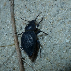 Tentyria ligurica