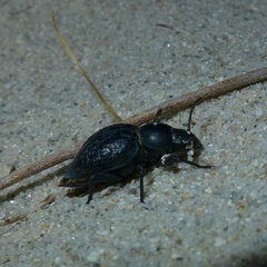 Tentyria ligurica